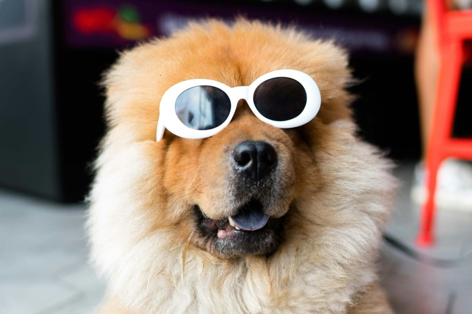 Puppy Fashion Show