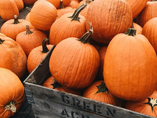 Fall Fest