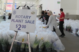 Flower Sale Flower Sale