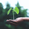 Hand holding sprout outdoors with blurred forest in background