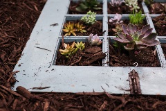 Five Tips for Gardening