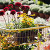 flowers in wire basket