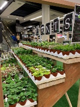 Trends.Plant