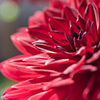 RedFlower-Thumb