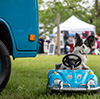 Pup in VW Mini