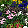 Gardens-MPLS