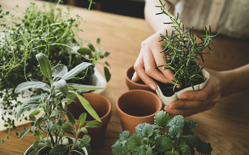 A women's hands repotting a plant into a terracotta pot on a light colored wooden table 