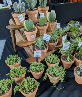 Assortment of indoor houseplants in clay pots with labels identifying type of plant for workshop