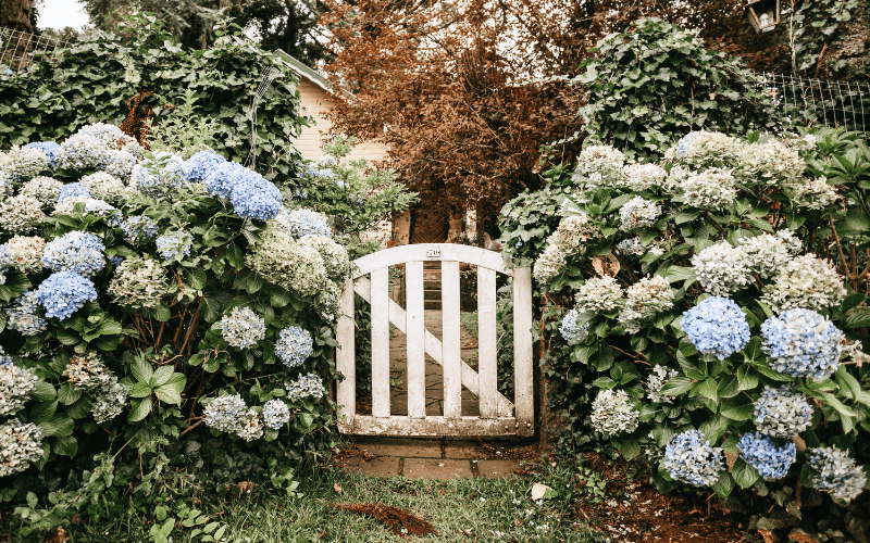 Blue and white hyacinths around an old white garden gate cottagecore