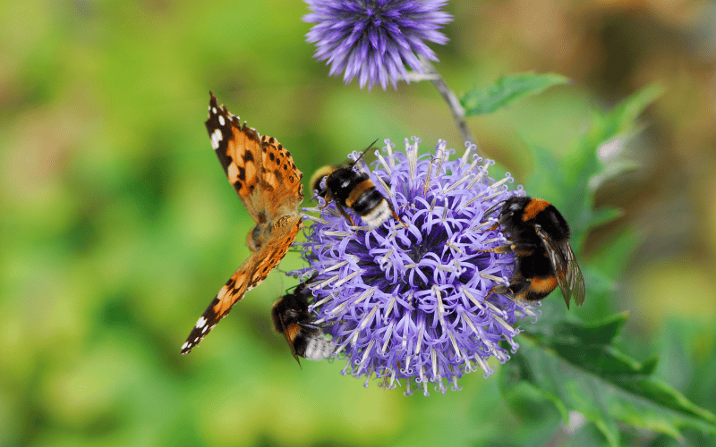 Butterflies and bumblebees crowding a purple pollinator plant in a garden 