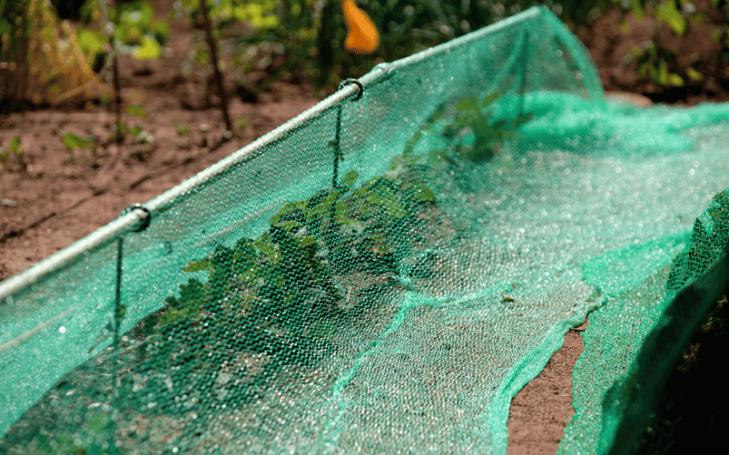 garden netting placed over freshly planted vegetables in garden 