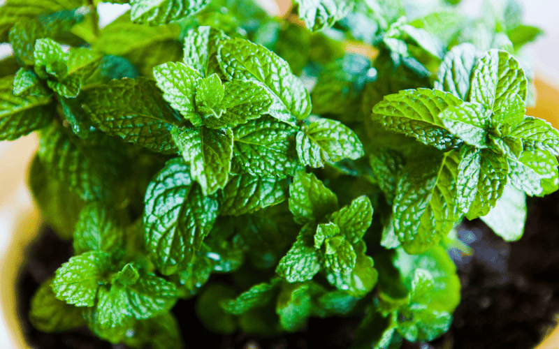 invasive mint growing in pot