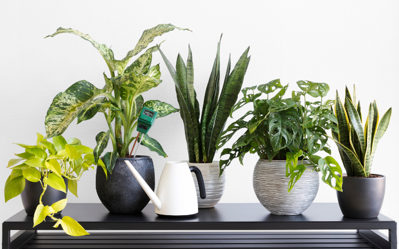 Line up of indoor plants on black table. pothos, money plant, snake plant with white watering can
