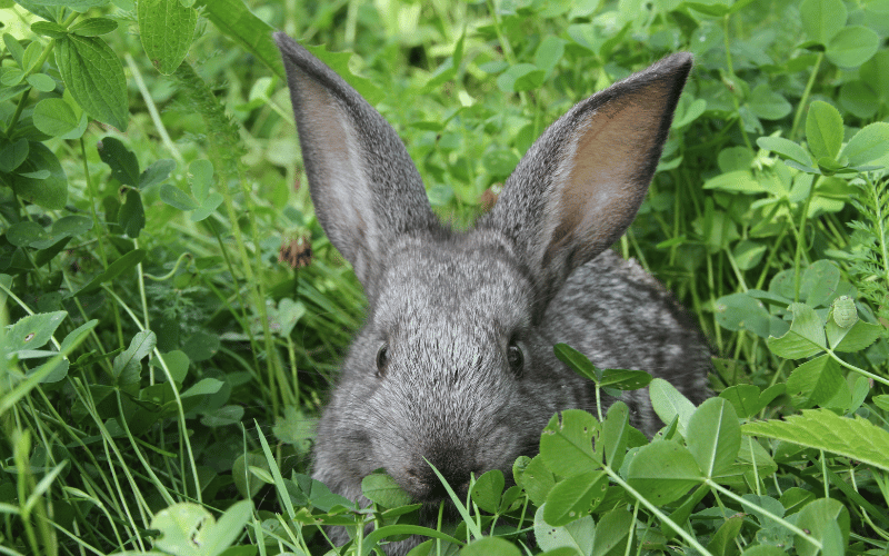 garden pest little grey rabbit hiding in garden munching clover