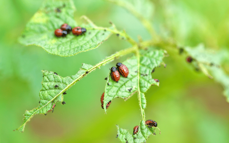 Little red aphids eating leaves on a bush