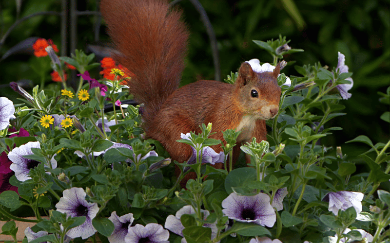 little red squirrel hiding in garden