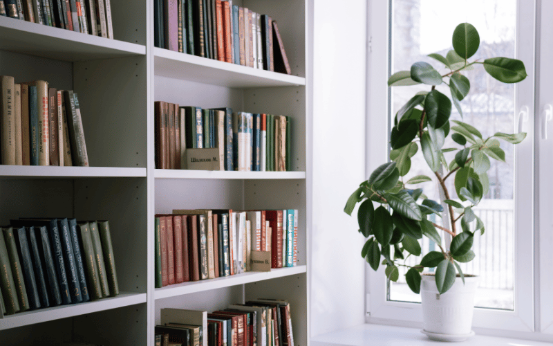 Location of large green leafy houseplant on window sill next to book shelf. 