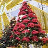 LumazeRibbonTree_100x100