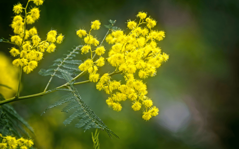 yellow US native plant close up shot