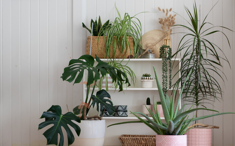 Plant corner of room with pale white shelf against wooden white walls cottagecore