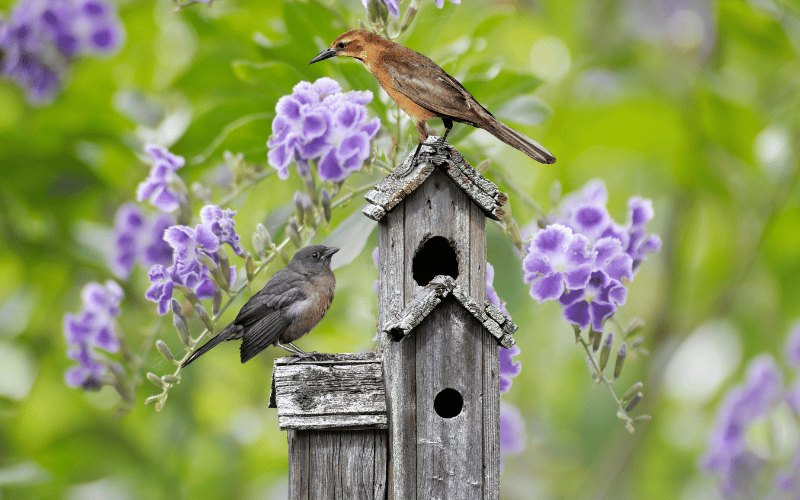 small woodpecker and sparrow facing each other on bird house surrounded by purple flowers in a garden