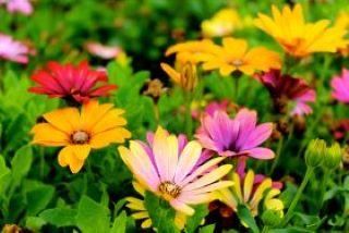 flowers 320x214
