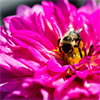 spring thumbnail