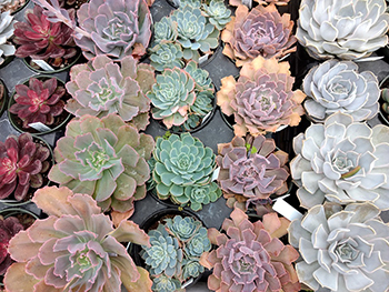 Succulents