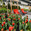 Garden with red tulips