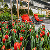 100-Garden