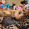 Pets-Thumbnail