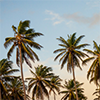 palm trees thumbnail