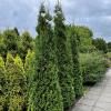 large bushes and shrubs in a garden