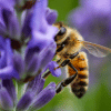 best spring flowers for pollinators fuzzy bumblebee feeding from purple flower