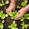 hands placing a small plant in soil