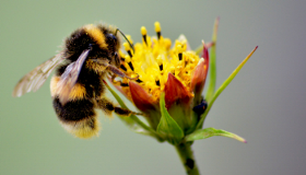Bumble bee pollinator thumnail