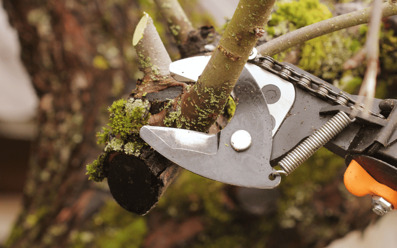 Close up of pruning