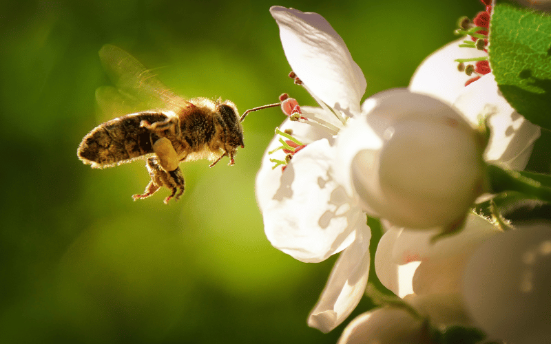 Best spring flowers for pollinators Furry Bumblebee Pollinating White flower