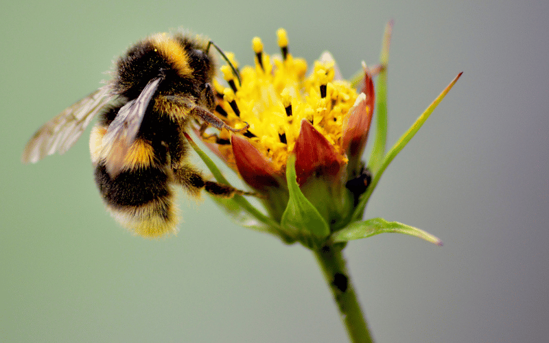 Best spring flowers for pollinators Fuzzy bumblebee feeding off yellow flower