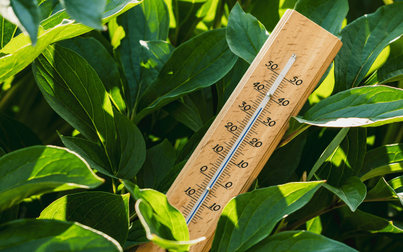 Garden thermometer in the middle of some green plants in an outdoor garden