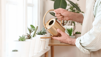 Hands watering house plants in window from small gold watering can.