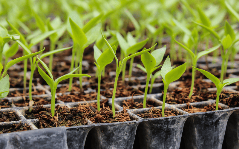 Line up of mini seedlings