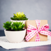 Small green Houseplants in white pot next to pink bow on brown wrapped gift