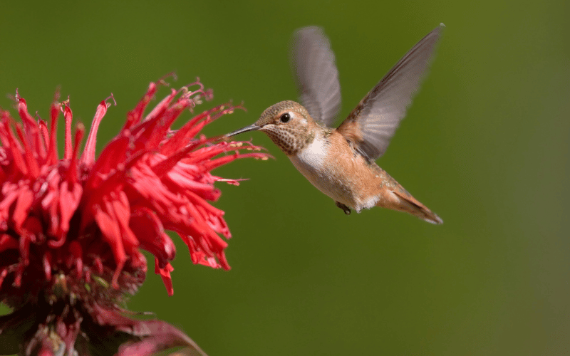 Best spring flowers for pollinators Hummingbird eating from red flower