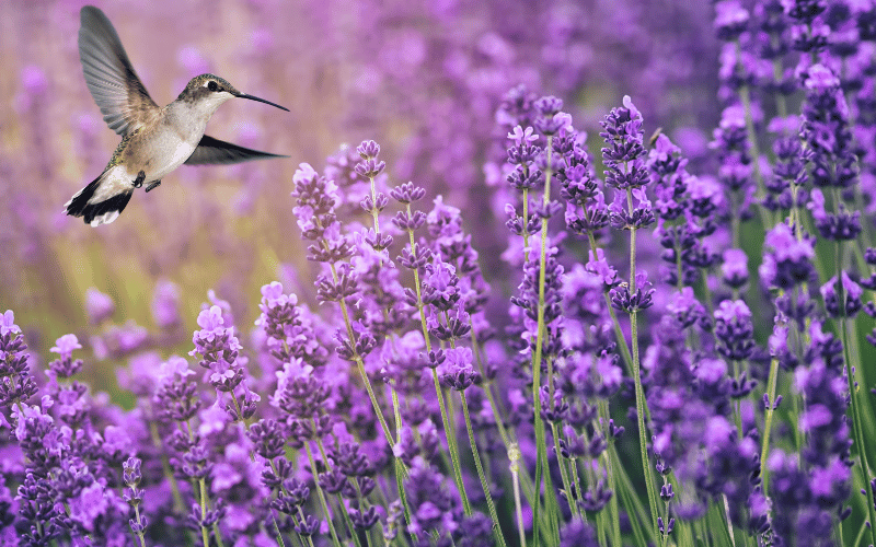 Best spring flowers for pollinators Hummingbird fluttering around lavender field