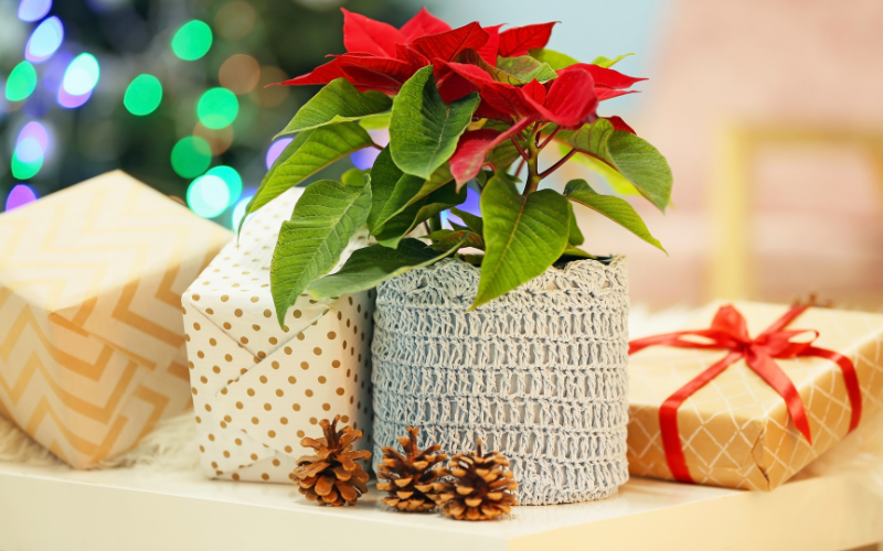 Wrapped Poinsetta Plant Gift next to pine cones and other Christmas presents