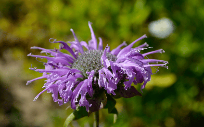 Best spring flowers for pollinators Purple Bergamot aka Bee Balm