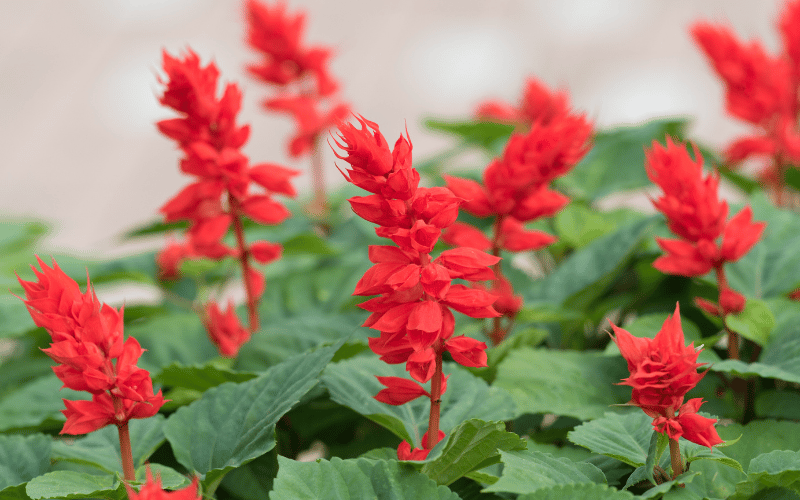 Best spring flowers for pollinators red salvia (from the safe family)