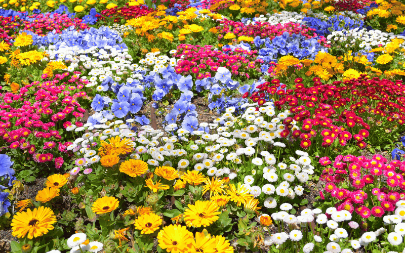 Field of brightly colored Wildflowers best spring flowers for pollinators