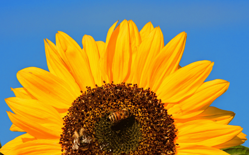 Upper half of a bright yellow sunflower best spring flowers for pollinators 